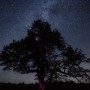ahsp_star_tree